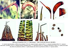 Attēlu rezultāti vaicājumam “Dicranum scoparium sporophyte”