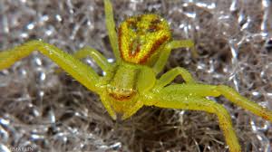 Image result for crab spider