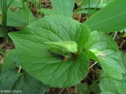 Attēlu rezultāti vaicājumam “Viola mirabilis leaf”
