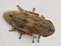 Attēlu rezultāti vaicājumam “Aphrophoridae”