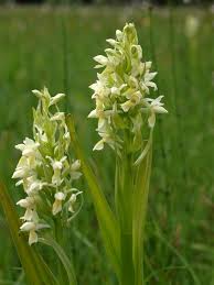 Attēlu rezultāti vaicājumam “Dactylorhiza ochroleuca flower”