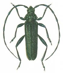 Attēlu rezultāti vaicājumam “Aromia moschata”