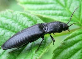 Attēlu rezultāti vaicājumam “Ectinus aterrimus”