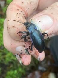Attēlu rezultāti vaicājumam “Carabus violaceus”