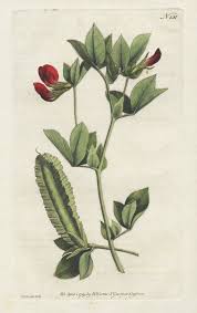 Image result for Lotus tetragonolobus