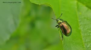 Attēlu rezultāti vaicājumam “Linaeidea aenea”