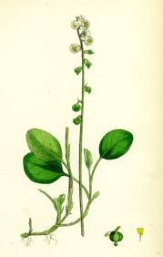 Attēlu rezultāti vaicājumam “Pyrola minor flower”