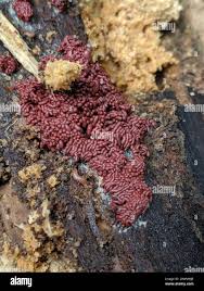 Attēlu rezultāti vaicājumam “Arcyria stipata”