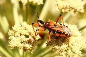 Attēlu rezultāti vaicājumam “Scolytidae”