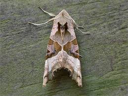 Attēlu rezultāti vaicājumam “Phlogophora meticulosa”