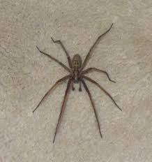 Attēlu rezultāti vaicājumam “Tegenaria sp.”