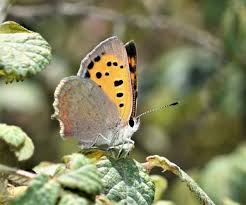 Attēlu rezultāti vaicājumam “Lycaena phlaeas underside”