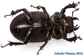 Attēlu rezultāti vaicājumam “Lucanidae”