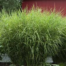 Image result for Miscanthus sinensis Zebrina