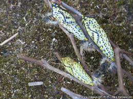 Attēlu rezultāti vaicājumam “Aporia crataegi pupa”