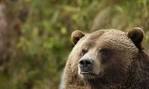 World Animal Day - The Big Picture - Boston.