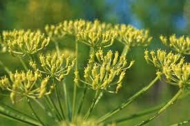 Attēlu rezultāti vaicājumam “Pastinaca sativa subsp. sylvestris flower”