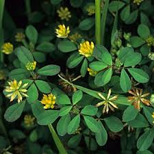 Attēlu rezultāti vaicājumam “Trifolium dubium”