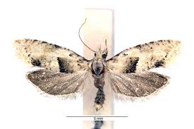 Attēlu rezultāti vaicājumam “Epinotia bilunana”