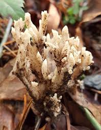 Attēlu rezultāti vaicājumam “Clavulina amethystina”