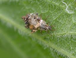 Attēlu rezultāti vaicājumam “Chrysopidae larva”