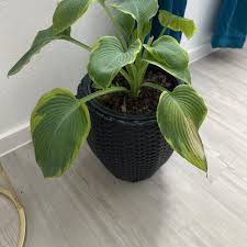 Image result for Hosta Warpaint