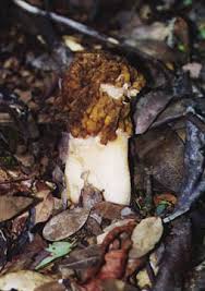 Attēlu rezultāti vaicājumam “Verpa bohemica”