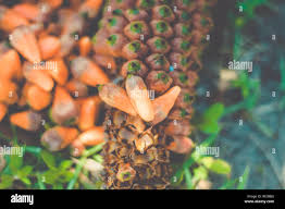 Attēlu rezultāti vaicājumam “Carex arenaria  fruit”