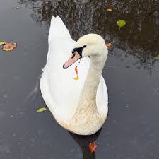 Image result for South Yorkshire Swans