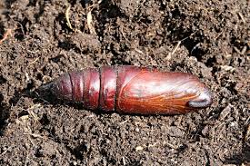 Attēlu rezultāti vaicājumam “Sphinx ligustri larva”