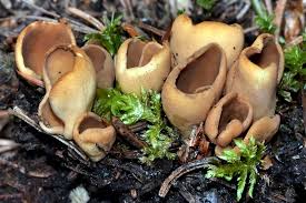 Attēlu rezultāti vaicājumam “Otidea leporina”