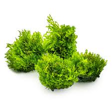 Attēlu rezultāti vaicājumam “Riccardia palmata”