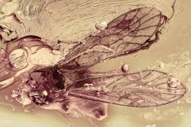 Attēlu rezultāti vaicājumam “Psocoptera”