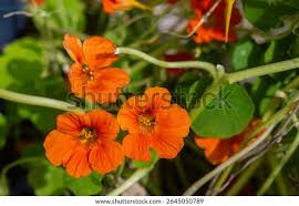 Attēlu rezultāti vaicājumam “Tropaeolum majus flower”