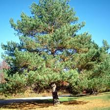 Attēlu rezultāti vaicājumam “Pinus sylvestris”