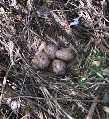 Attēlu rezultāti vaicājumam “Scolopax rusticola nest”