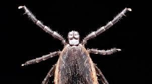 Attēlu rezultāti vaicājumam “Ixodes male”