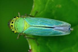 Attēlu rezultāti vaicājumam “Cicadella viridis”