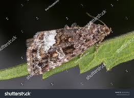 Attēlu rezultāti vaicājumam “Protodeltote pygarga”