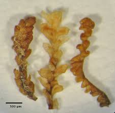Attēlu rezultāti vaicājumam “Anastrophyllum minutum”