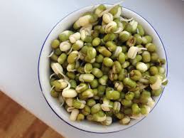 Image result for bean sprout