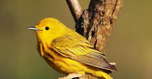 Image result for Dendroica petechia