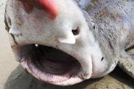 Image result for Triakis megalopterus