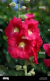 Image result for Stockrose