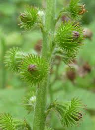 Attēlu rezultāti vaicājumam “Agrimonia eupatoria fruit”