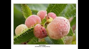 Attēlu rezultāti vaicājumam “Exobasidiales”