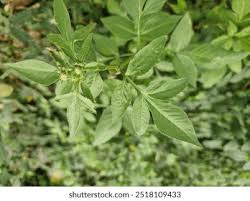 Attēlu rezultāti vaicājumam “Bidens tripartita leaf”