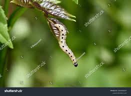 Attēlu rezultāti vaicājumam “Yponomeuta malinellus / cagnagella imago”