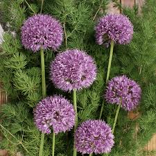 Attēlu rezultāti vaicājumam “Allium holandicum leaf”