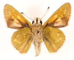 Attēlu rezultāti vaicājumam “Hesperia comma male”